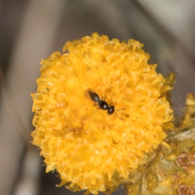 Chalcidoidea (superfamily) (A gall wasp or Chalcid wasp) at Umbagong District Park - 3 Dec 2023 by kasiaaus