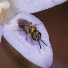 Lasioglossum (Chilalictus) cognatum (sweat bee) at Latham, ACT - 3 Dec 2023 by kasiaaus
