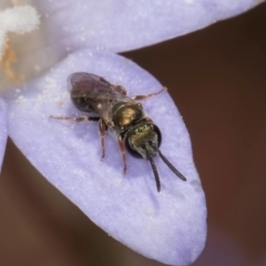 Lasioglossum (Chilalictus) cognatum (sweat bee) at Blue Devil Grassland, Umbagong Park (BDG) - 3 Dec 2023 by kasiaaus