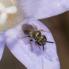 Lasioglossum (Chilalictus) cognatum at Latham, ACT - 3 Dec 2023 04:08 PM