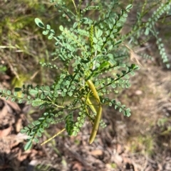 Indigofera adesmiifolia (Tick Indigo) at Burrinjuck, NSW - 3 Dec 2023 by sduus