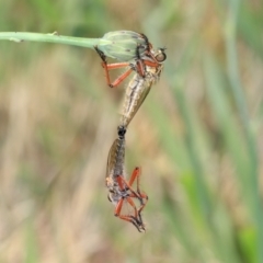 Colepia ingloria (A robber fly) at Higgins, ACT - 4 Dec 2023 by AlisonMilton