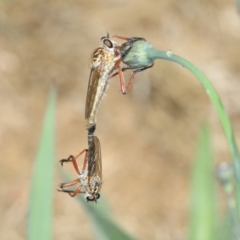 Colepia ingloria at Higgins, ACT - 4 Dec 2023