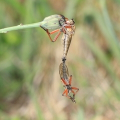 Colepia ingloria at Higgins, ACT - 4 Dec 2023