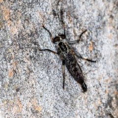 Unidentified Robber fly (Asilidae) at Higgins, ACT - 3 Dec 2023 by AlisonMilton
