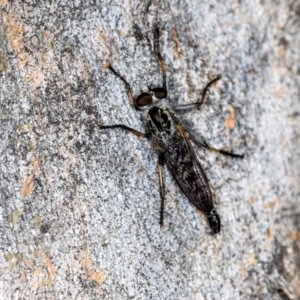 Cerdistus sp. (genus) at Higgins, ACT - 4 Dec 2023 09:19 AM