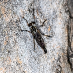 Cerdistus sp. (genus) at Higgins, ACT - 4 Dec 2023 09:19 AM