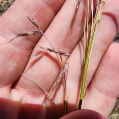 Hyparrhenia hirta at O'Connor Ridge to Gungahlin Grasslands - 4 Dec 2023