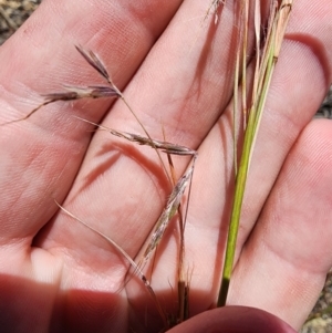 Hyparrhenia hirta at O'Connor Ridge to Gungahlin Grasslands - 4 Dec 2023