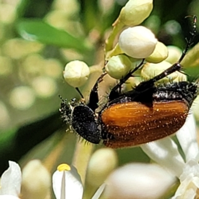 Phyllotocus rufipennis (Nectar scarab) at Banksia Street Wetland Corridor - 4 Dec 2023 by trevorpreston