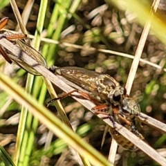 Zosteria sp. (genus) (Common brown robber fly) at Banksia Street Wetland Corridor - 4 Dec 2023 by trevorpreston