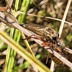 Zosteria sp. (genus) at Banksia Street Wetland Corridor - 4 Dec 2023