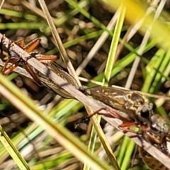 Zosteria sp. (genus) at Banksia Street Wetland Corridor - 4 Dec 2023 11:55 AM