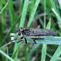 Asilinae sp. (subfamily) at Banksia Street Wetland Corridor - 4 Dec 2023 by trevorpreston