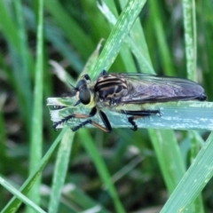 Zosteria rosevillensis at Banksia Street Wetland Corridor - 4 Dec 2023