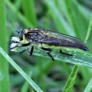 Zosteria rosevillensis at Banksia Street Wetland Corridor - 4 Dec 2023