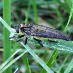 Zosteria rosevillensis at Banksia Street Wetland Corridor - 4 Dec 2023