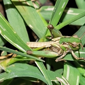 Oedaleus australis at Banksia Street Wetland Corridor - 4 Dec 2023 11:46 AM