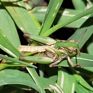 Oedaleus australis at Banksia Street Wetland Corridor - 4 Dec 2023