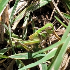 Oedaleus australis at Banksia Street Wetland Corridor - 4 Dec 2023 11:45 AM