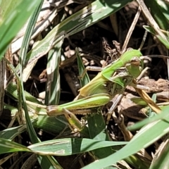 Oedaleus australis at Banksia Street Wetland Corridor - 4 Dec 2023 11:45 AM