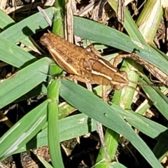 Phaulacridium vittatum (Wingless Grasshopper) at Banksia Street Wetland Corridor - 4 Dec 2023 by trevorpreston