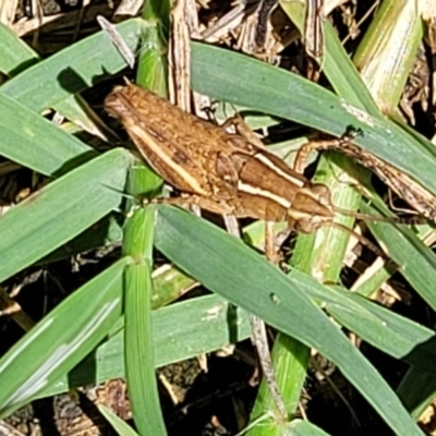 Phaulacridium vittatum (Wingless Grasshopper) at Banksia Street Wetland Corridor - 4 Dec 2023 by trevorpreston