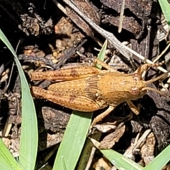 Phaulacridium vittatum at Banksia Street Wetland Corridor - 4 Dec 2023