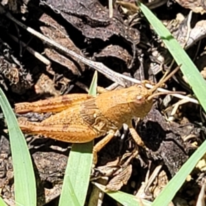 Phaulacridium vittatum at Banksia Street Wetland Corridor - 4 Dec 2023 11:42 AM