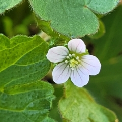 Geranium sp.2 at Banksia Street Wetland Corridor - 4 Dec 2023 by trevorpreston