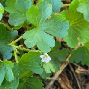 Geranium sp.2 at Banksia Street Wetland Corridor - 4 Dec 2023