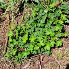 Geranium sp.2 at Banksia Street Wetland Corridor - 4 Dec 2023