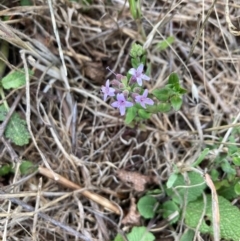 Mentha diemenica (Wild Mint, Slender Mint) at Mount Painter - 3 Dec 2023 by lyndallh