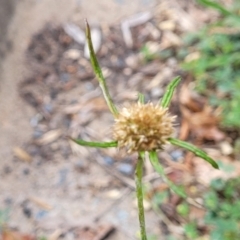 Euchiton involucratus (Star Cudweed) at Sullivans Creek, Lyneham South - 3 Dec 2023 by trevorpreston