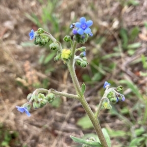 Cynoglossum australe at Mount Painter - 4 Dec 2023