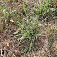 Cynoglossum australe at Mount Painter - 4 Dec 2023