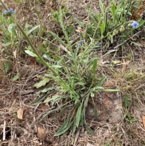 Cynoglossum australe at Mount Painter - 4 Dec 2023 09:09 AM