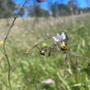 Lasioglossum (Homalictus) sp. (genus & subgenus) at Gungahlin, ACT - 4 Dec 2023