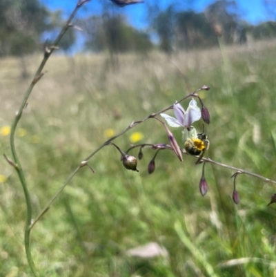 Lasioglossum (Homalictus) sp. (genus & subgenus) (Furrow Bee) at Gungahlin, ACT - 3 Dec 2023 by leith7