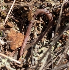 Aprasia parapulchella (Pink-tailed Worm-lizard) at Gundaroo, NSW - 4 Dec 2023 by MPennay