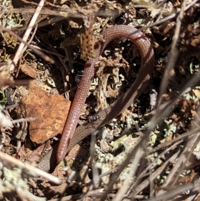 Aprasia parapulchella (Pink-tailed Worm-lizard) at Gundaroo, NSW - 4 Dec 2023 by MPennay
