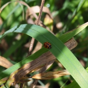 Coccinella transversalis at Griffith Woodland (GRW) - 3 Dec 2023