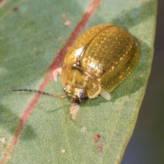 Paropsisterna cloelia (Eucalyptus variegated beetle) at Mount Painter - 2 Dec 2023 by AlisonMilton