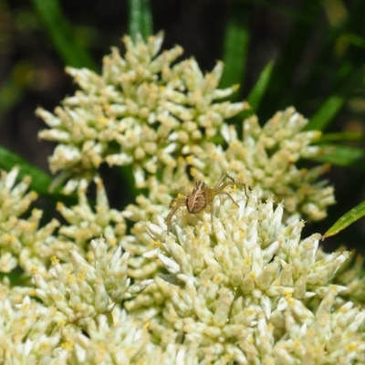 Oxyopes (genus) (Lynx spider) at Griffith Woodland (GRW) - 3 Dec 2023 by JodieR