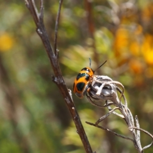 Aporocera (Aporocera) speciosa at Griffith Woodland (GRW) - 3 Dec 2023