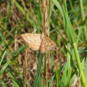 Scopula rubraria at Griffith Woodland (GRW) - 3 Dec 2023