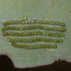 Uraba lugens (Gumleaf Skeletonizer) at Belconnen, ACT - 2 Dec 2023 by AlisonMilton