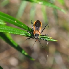 Gminatus australis (Orange assassin bug) at Griffith Woodland - 3 Dec 2023 by JodieR