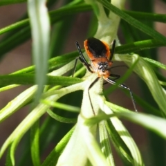 Gminatus australis (Orange assassin bug) at Griffith Woodland - 3 Dec 2023 by JodieR