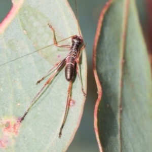 Torbia viridissima at Mount Painter - 3 Dec 2023